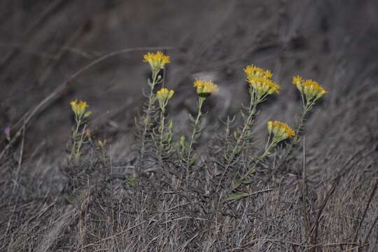 Plancia ëd Isocoma menziesii var. diabolica G. L. Nesom