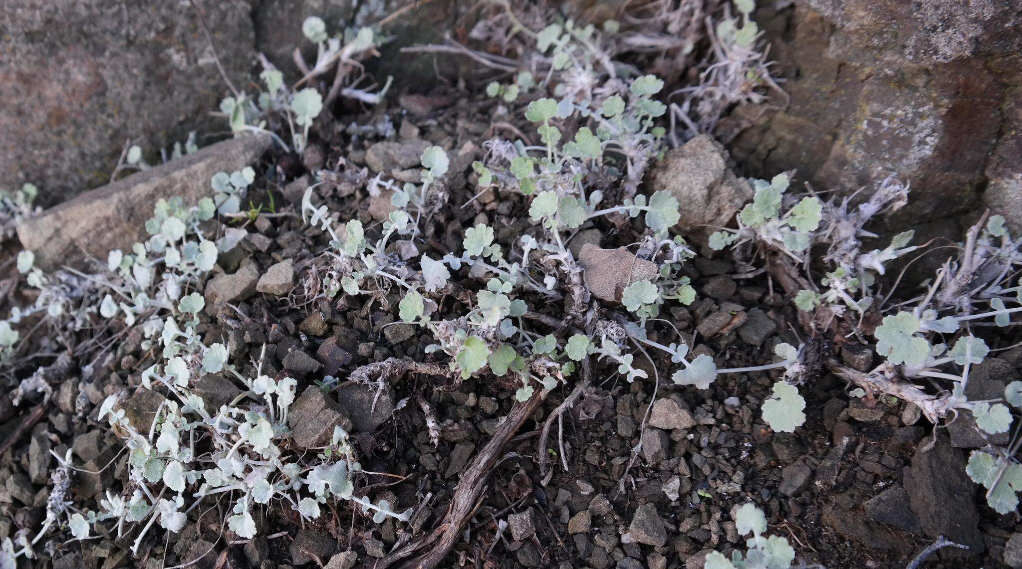 Image of Cineraria mollis E. Mey. ex DC.