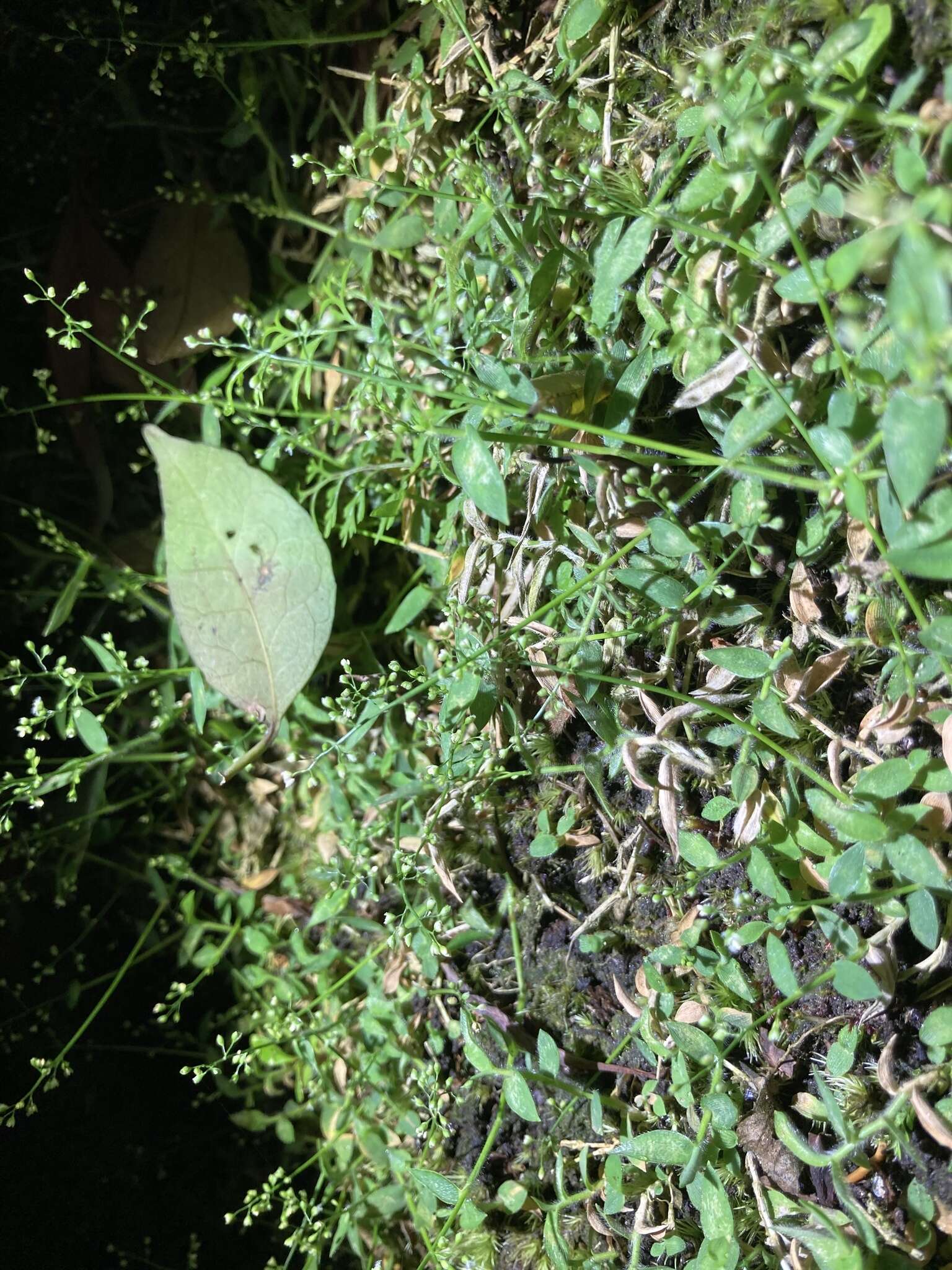 Image of Isachne myosotis Nees