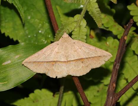 Image of Ugia insuspecta Galsworthy 1997