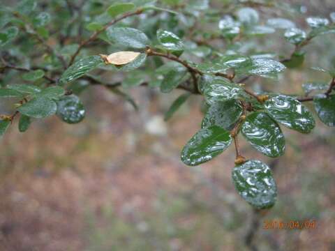 Image of Nothofagus cliffortioides (Hook. fil.) Oerst.