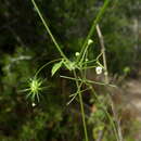 صورة Echinopepon minimus (S. Wats.) S. Wats.