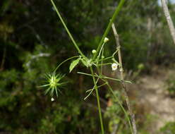 Image of Echinopepon minimus (S. Wats.) S. Wats.