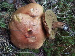 Image of Boletus chippewaensis A. H. Sm. & Thiers 1971