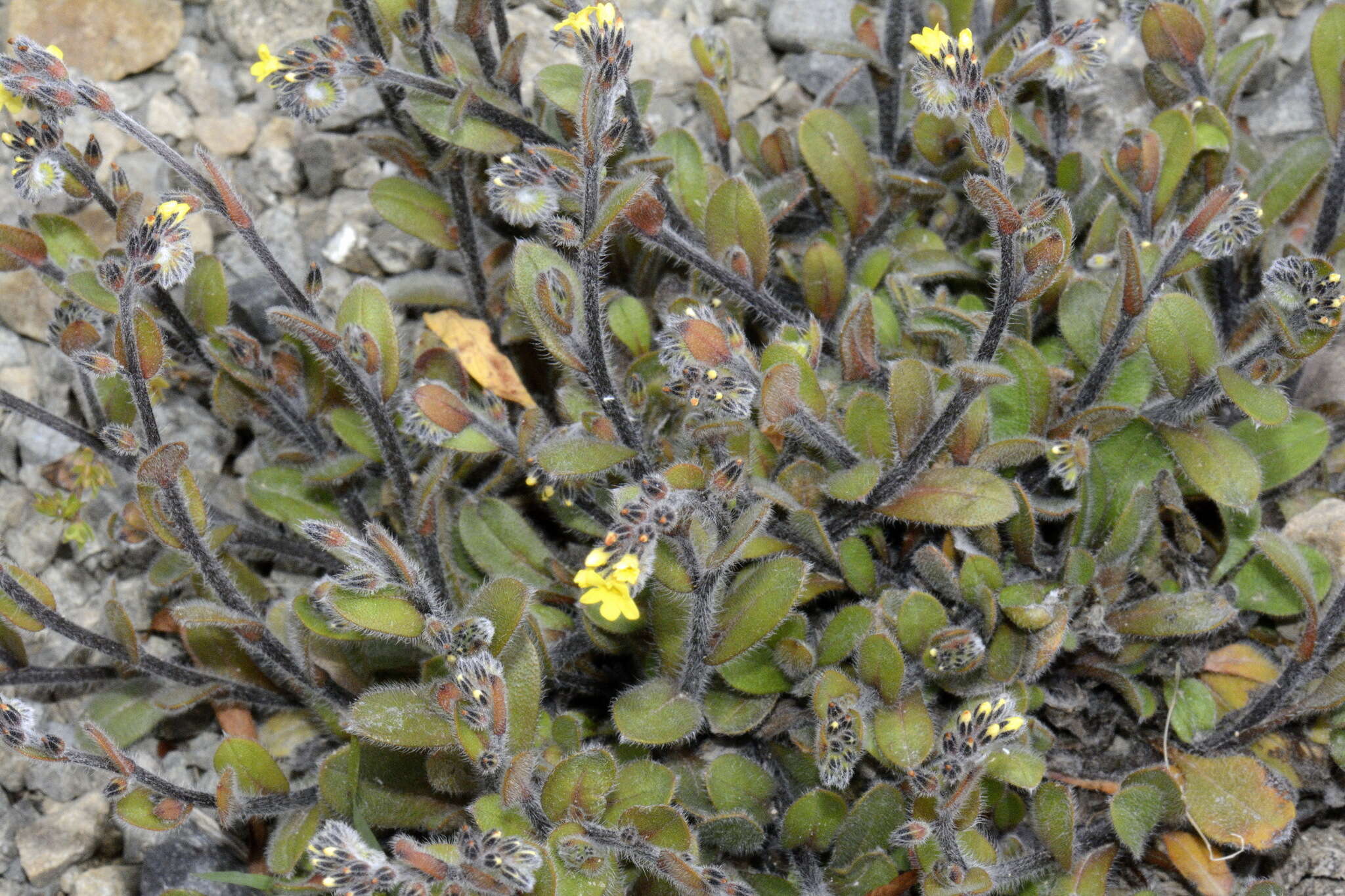 Image of Myosotis australis R. Br.