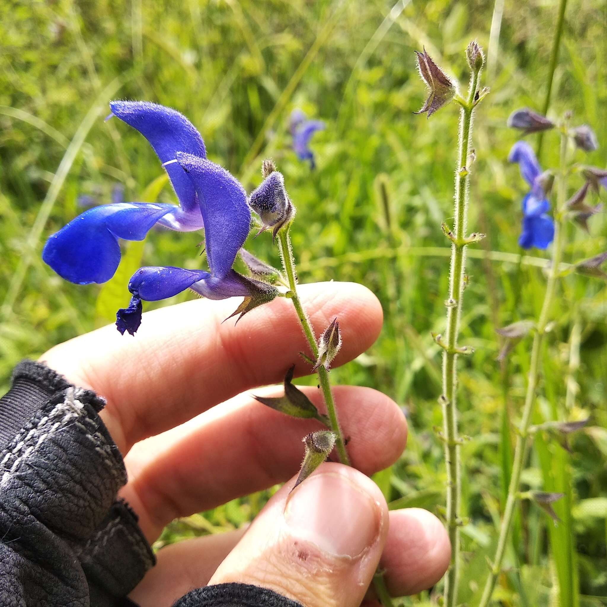 Salvia vitifolia Benth. resmi