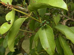 Imagem de Passovia pyrifolia (Kunth) Tiegh.