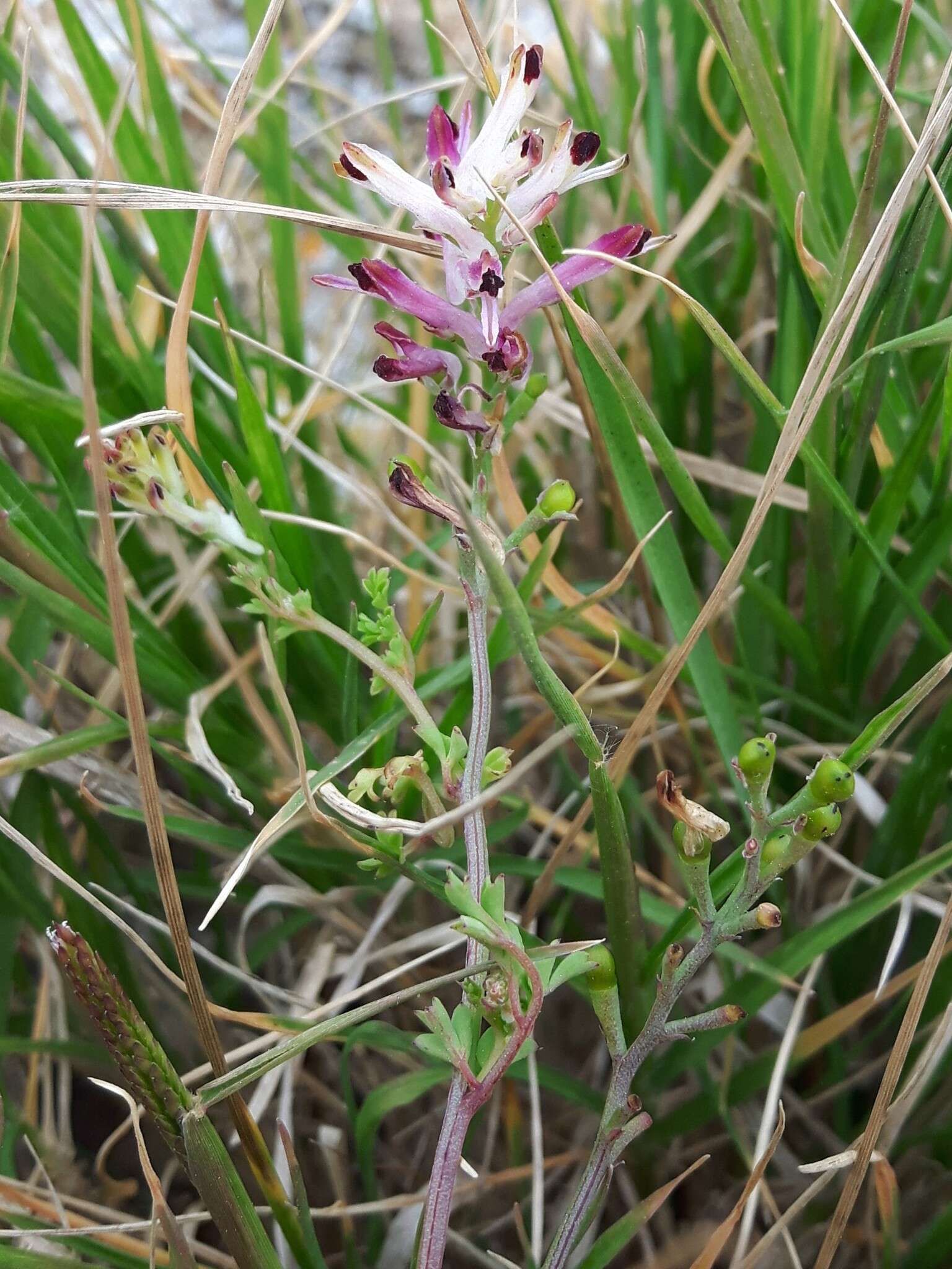 Image of Fumaria bicolor Nicotra