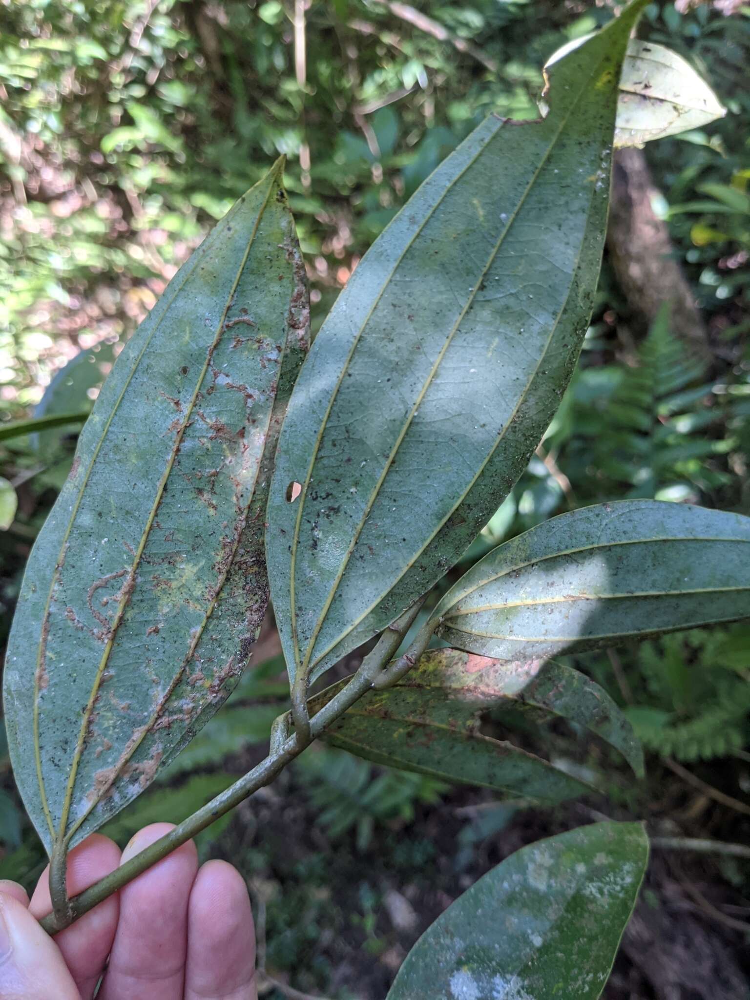 Imagem de Cinnamomum austrosinense Hung T. Chang