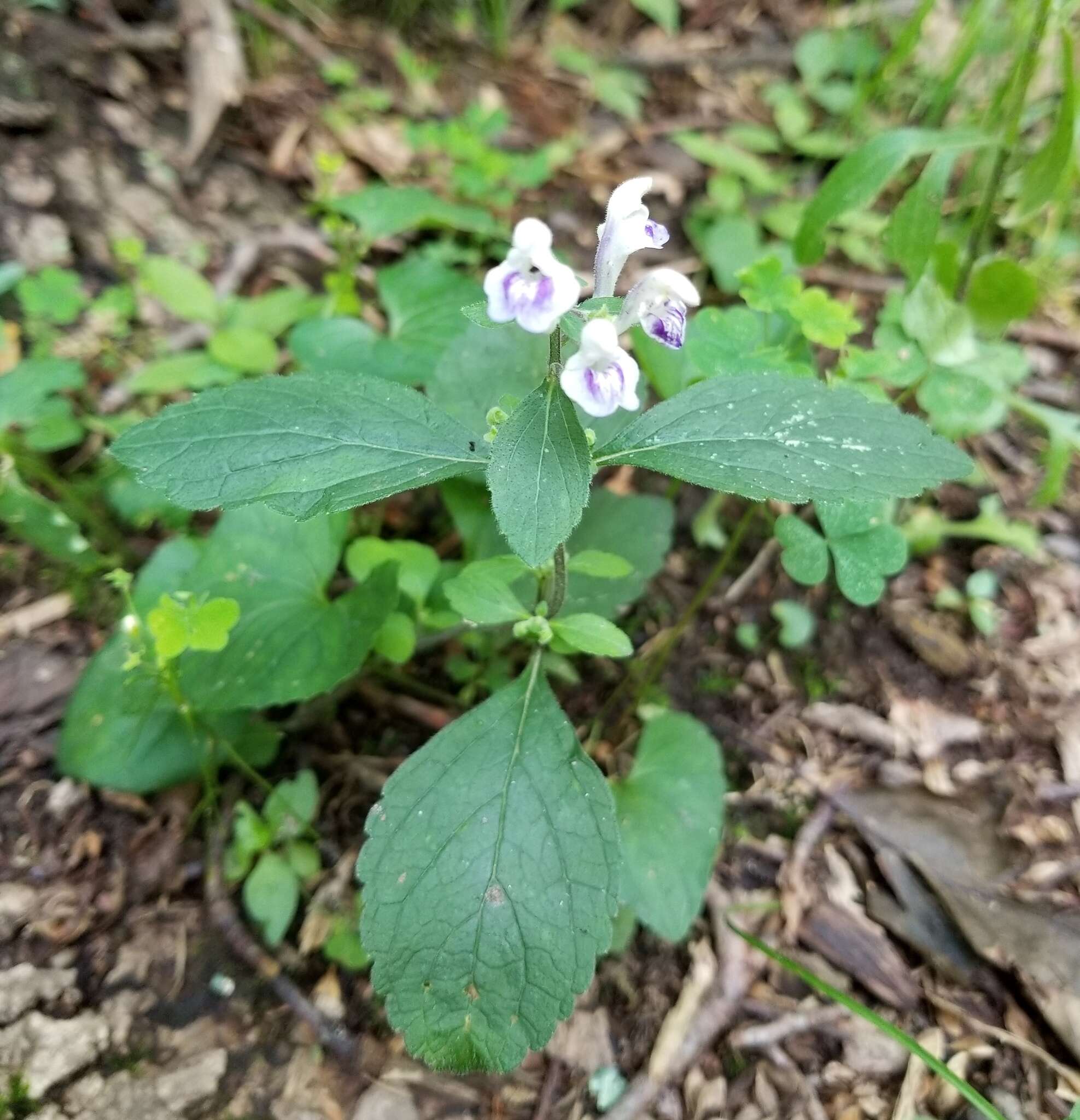 Image of hairy skullcap