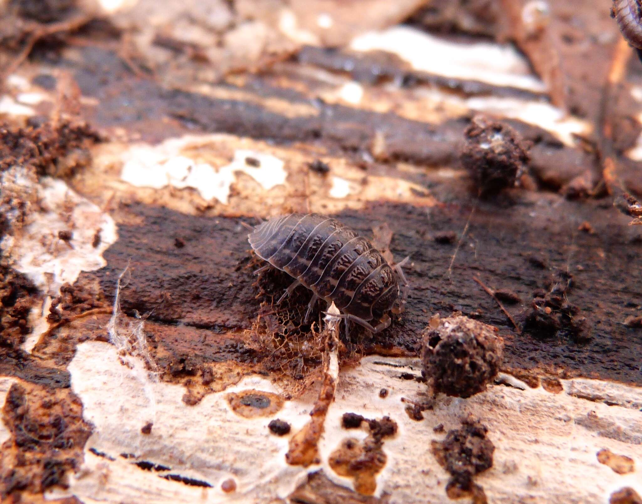 Image of Pill woodlouse