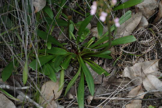 Image of Stylidium crassifolium R. Br.