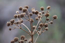 Eryngium humboldtii Delar. resmi