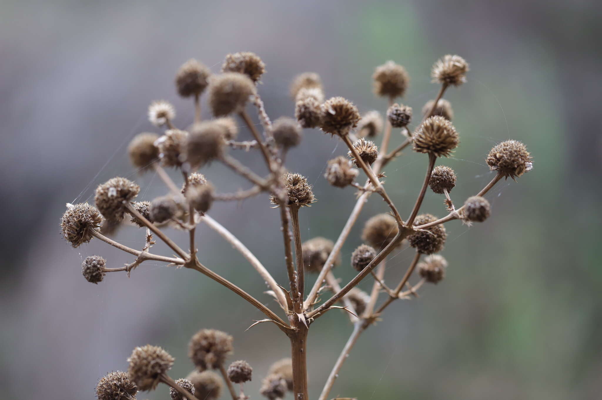 Imagem de Eryngium humboldtii Delar.