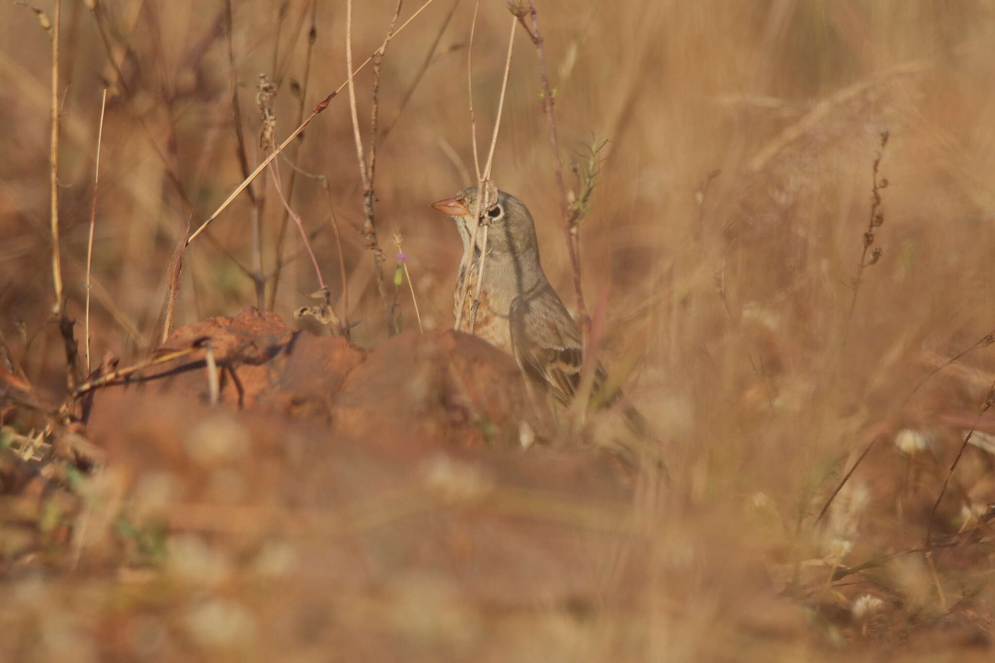 Image of Grey-necked Bunting