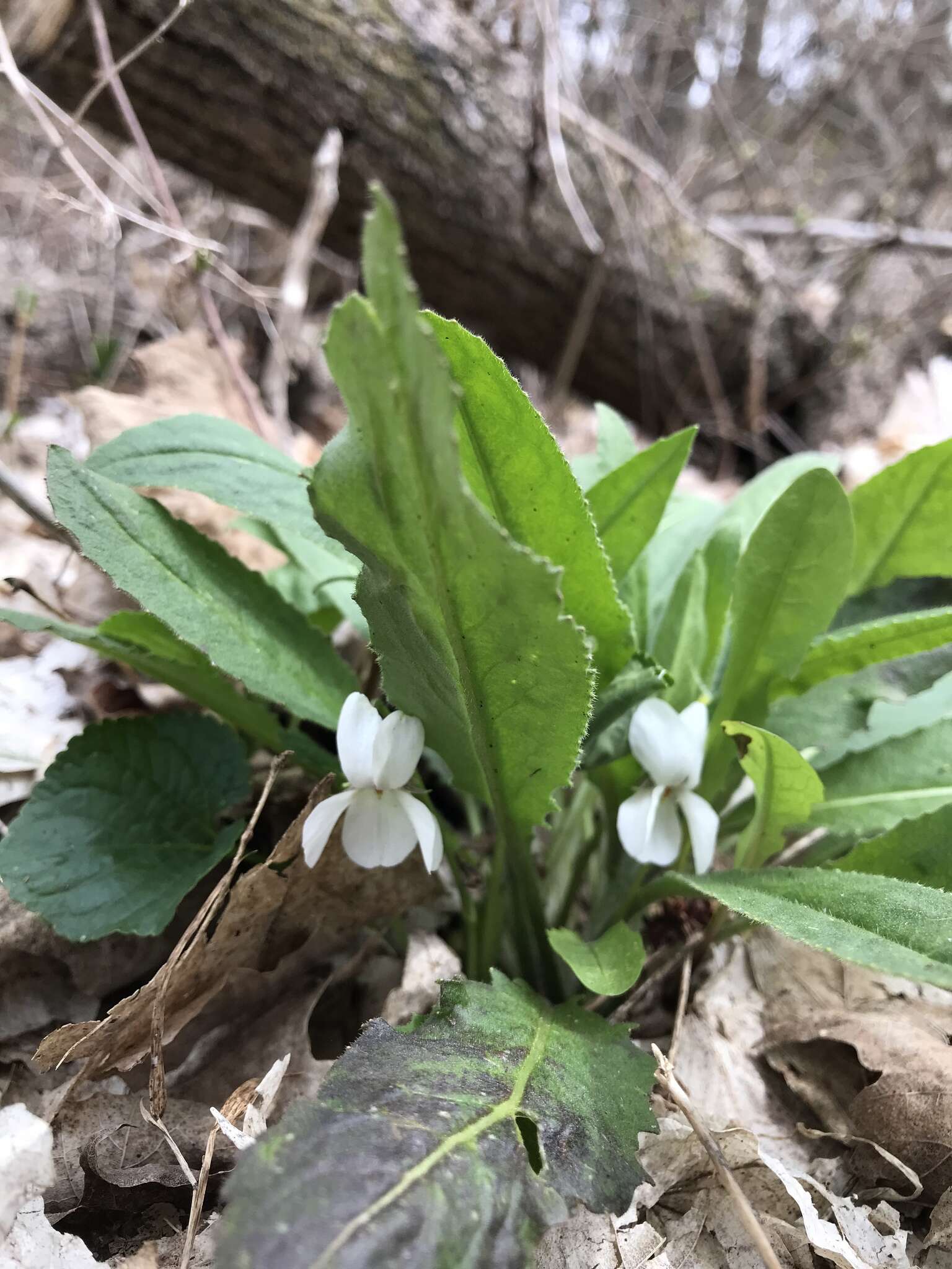 Image of sweet white violet