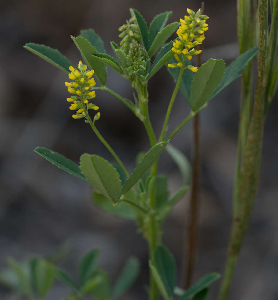 Image of annual yellow sweetclover