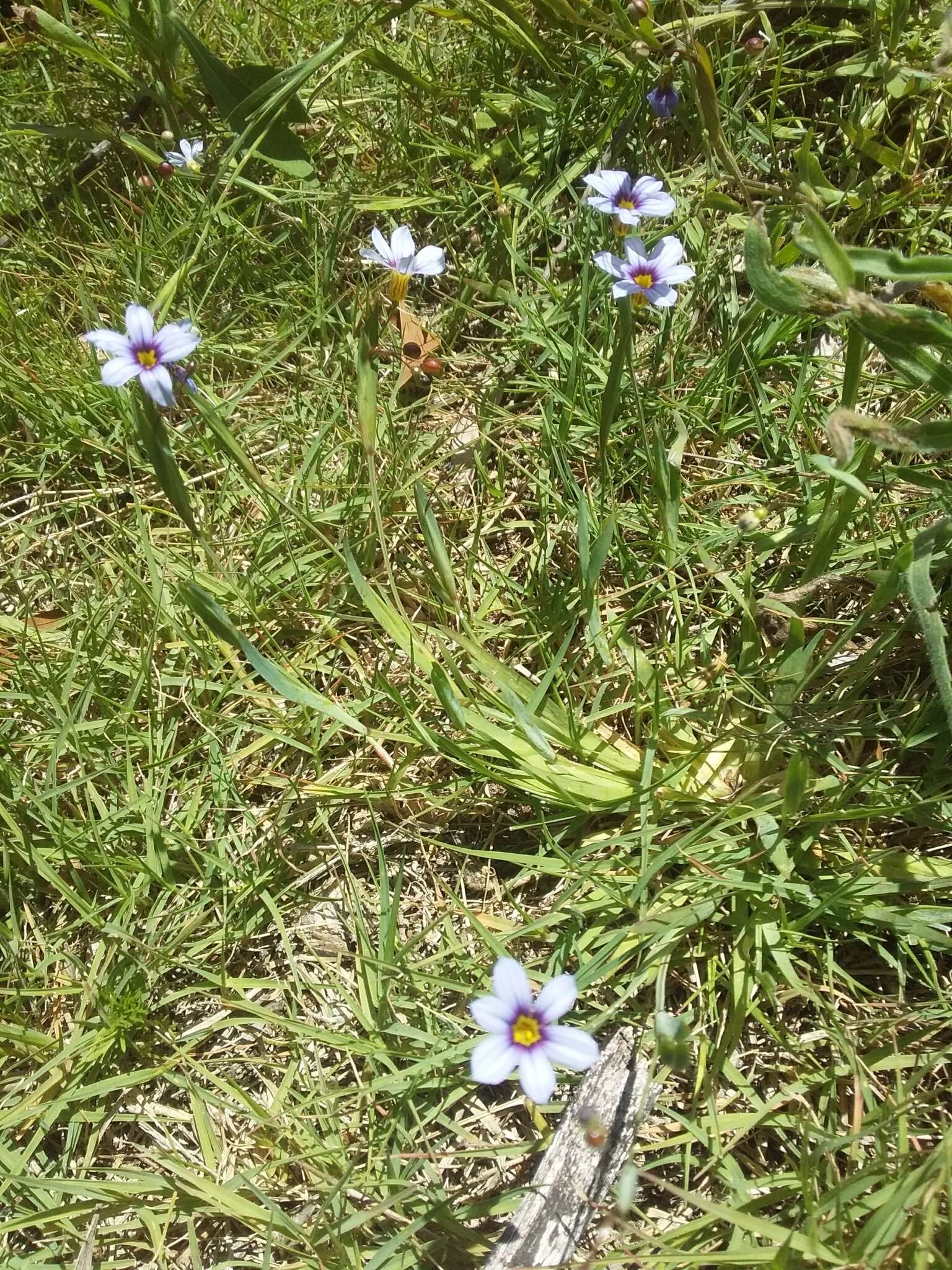 Sisyrinchium platense I. M. Johnst.的圖片