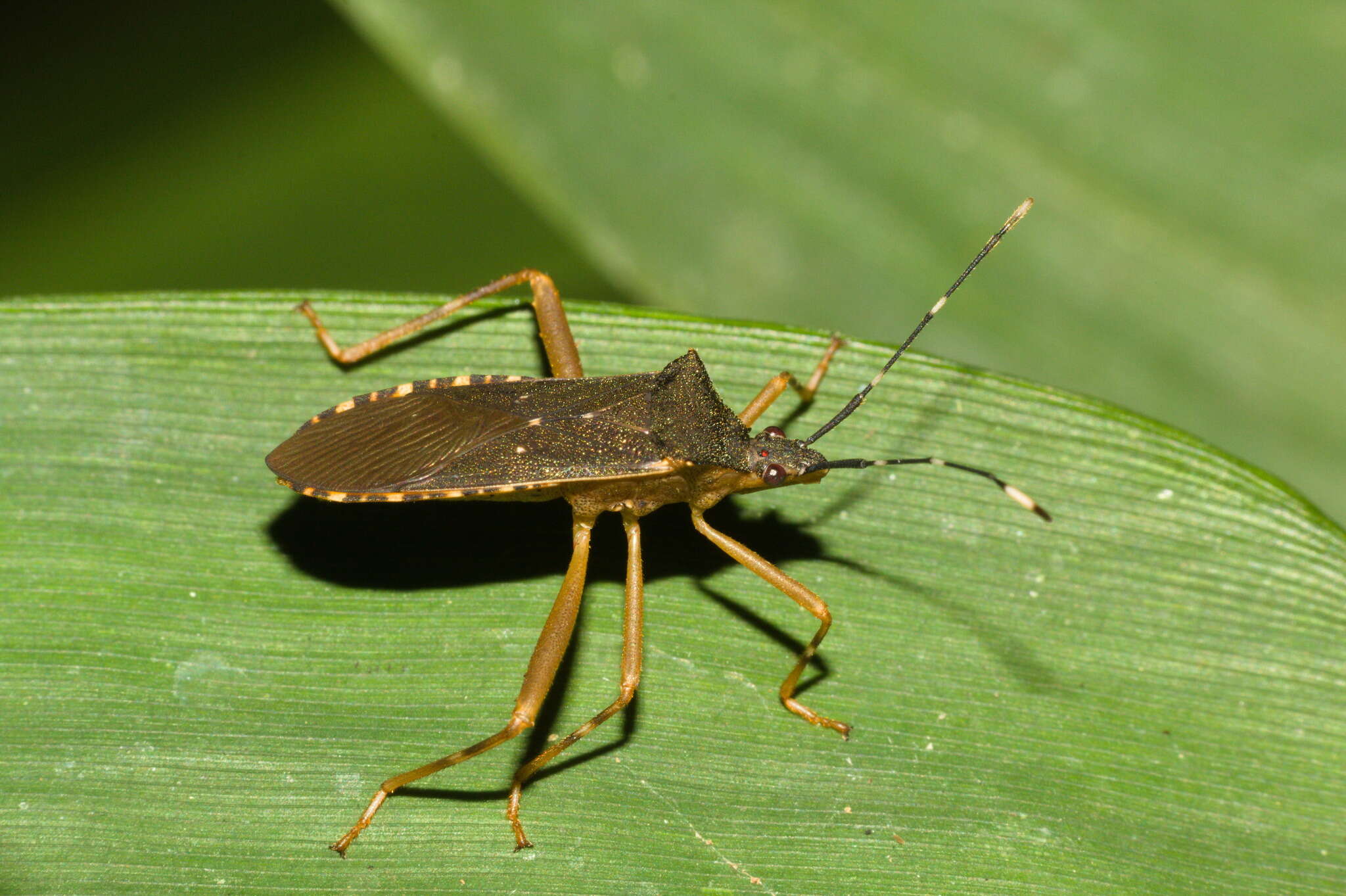 Image of Leptoscelis elongator (Fabricius 1803)