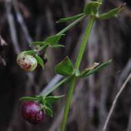 Image of Galium aschenbornii S. Schauer