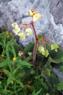 Image of Begonia monophylla Pav. ex A. DC.