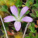 Sivun Geranium sibbaldioides subsp. sibbaldioides Benth. kuva