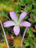 Image of Geranium sibbaldioides subsp. sibbaldioides Benth.