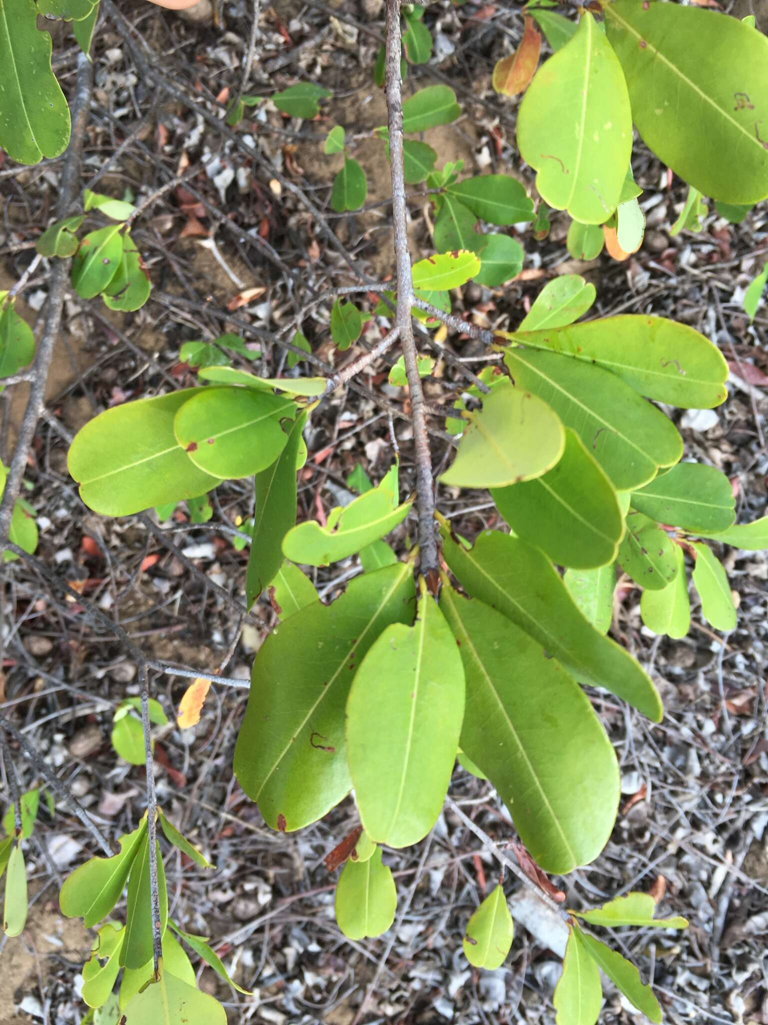 Imagem de Erythroxylum platyclados Boj.