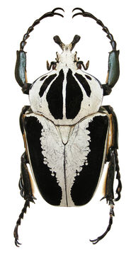 Image of <i>Goliathus regius</i> Klug 1835