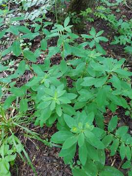 Image of Euphorbia squamosa Willd.