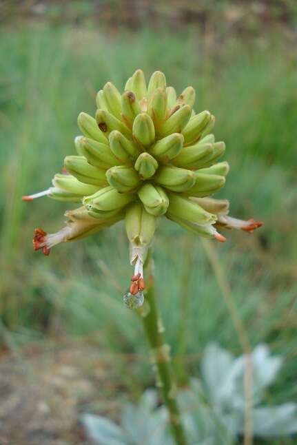 Image of Aloe modesta Reynolds