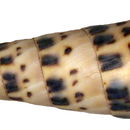 Image of <i>Terebra maculata</i>