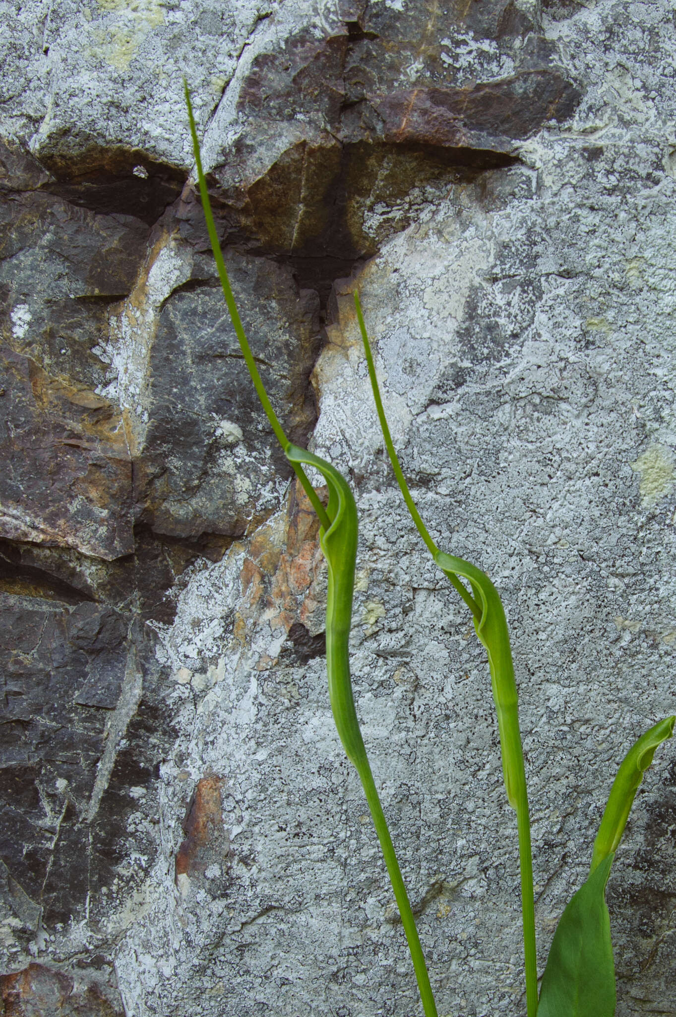 Image of crowdipper