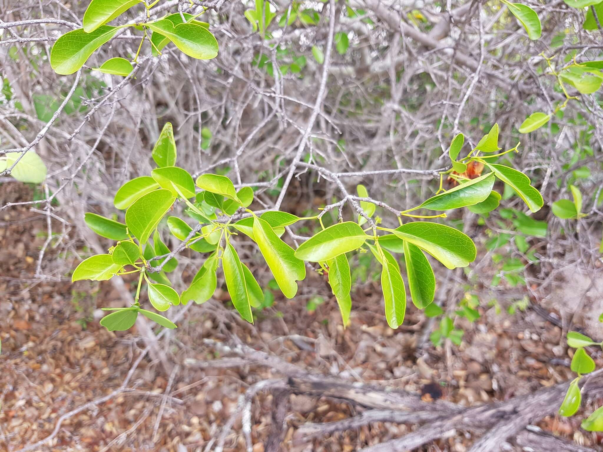 Loeseneriella urceolus (Tulasne) N. Hallé的圖片