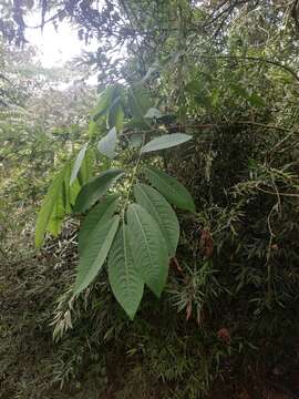 Image of Passiflora arborea Spreng.