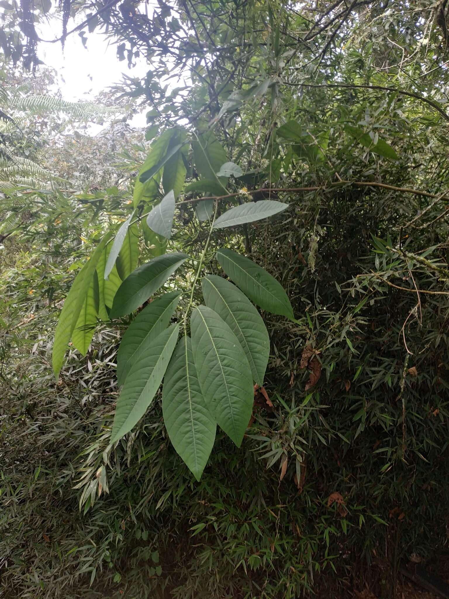 Image de Passiflora arborea Spreng.