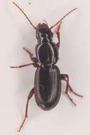 Image of Pterostichus (Leptoferonia) pumilus Casey 1913