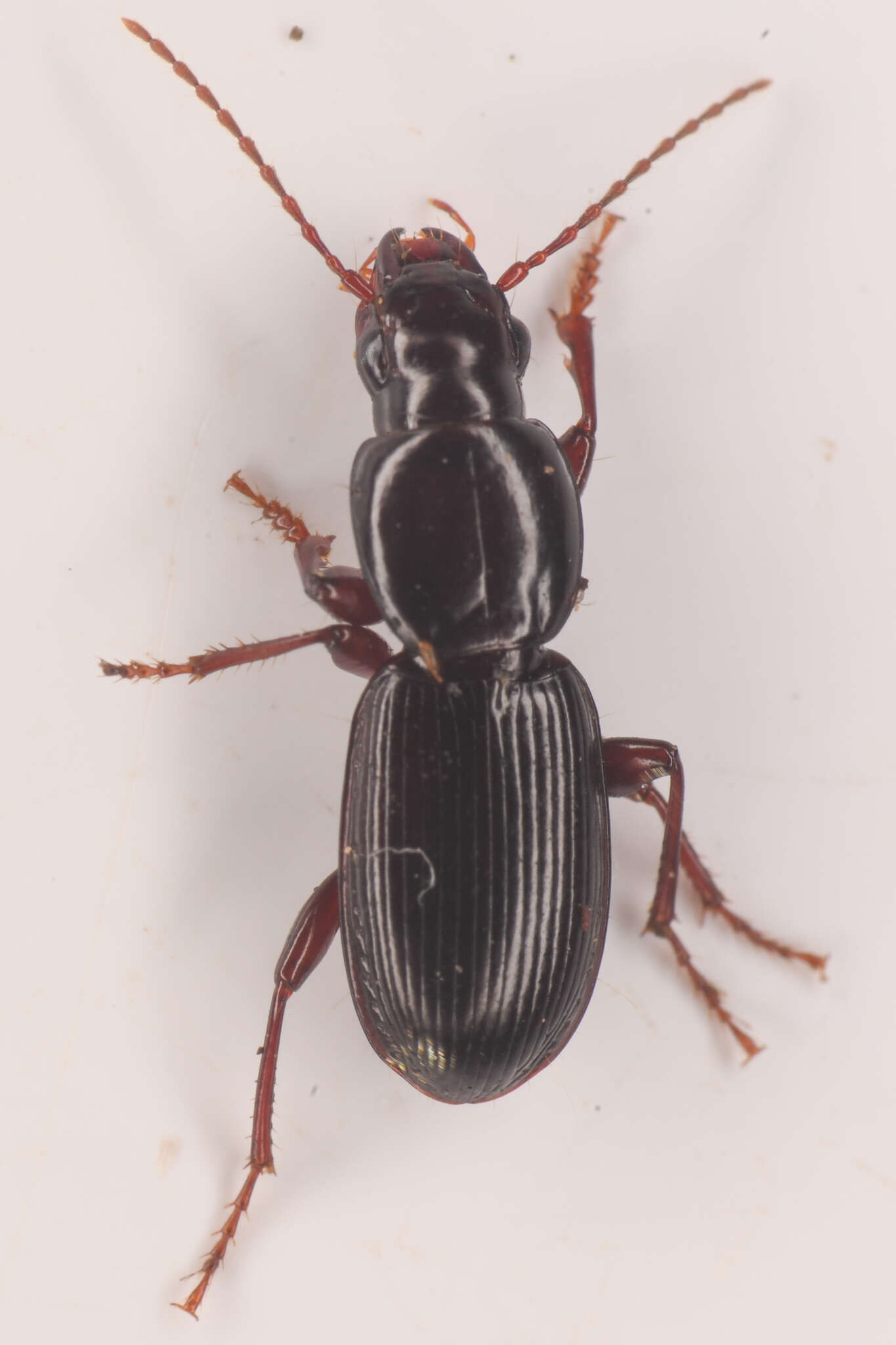 Image of Pterostichus (Leptoferonia) pumilus Casey 1913