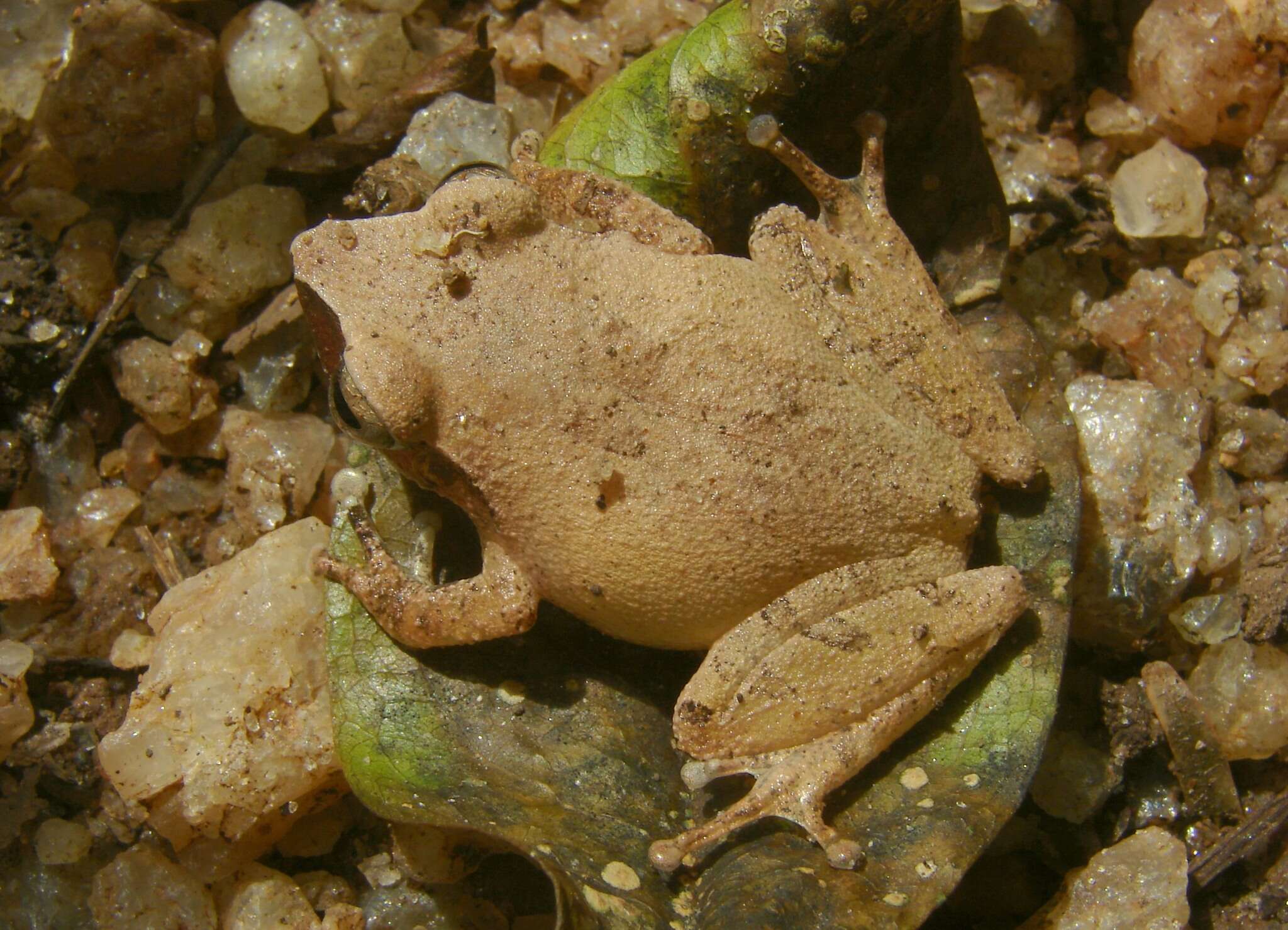 صورة Pseudophilautus schneideri Meegaskumbura & Manamendra-Arachchi 2011