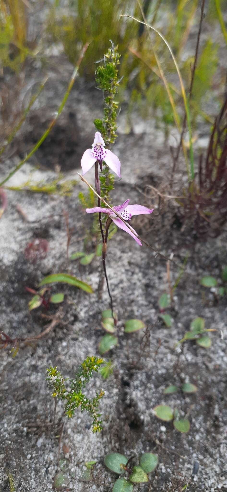 Image of Disa obliqua (Lindl.) Bolus