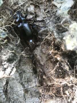 Image of Calosoma (Calosoma) inquisitor (Linnaeus 1758)