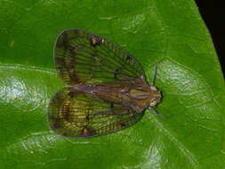 Image of Biolleyana costalis (Fowler 1900)