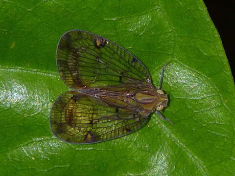 Image of Biolleyana costalis (Fowler 1900)