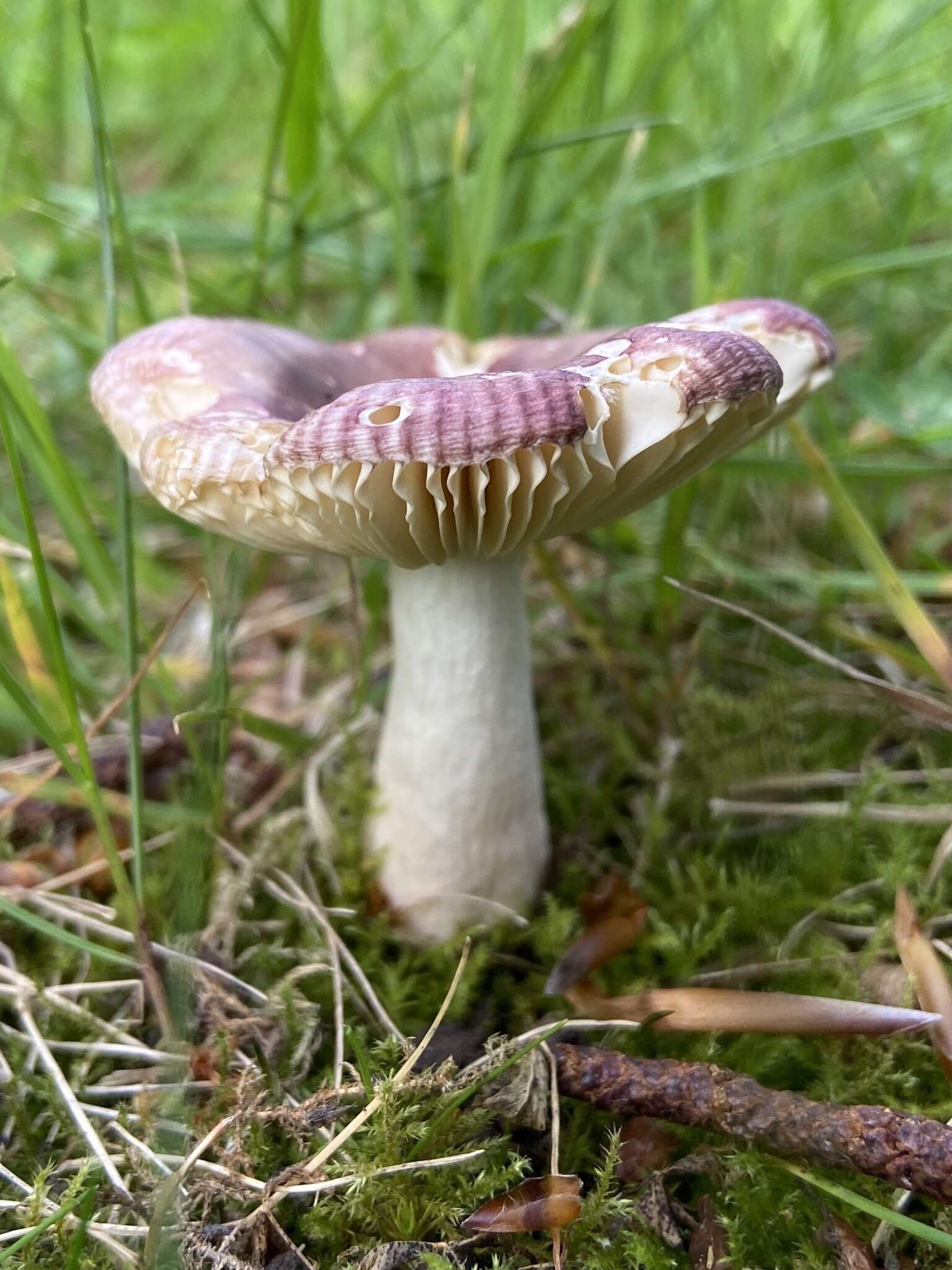 Image de Russule à pied rose