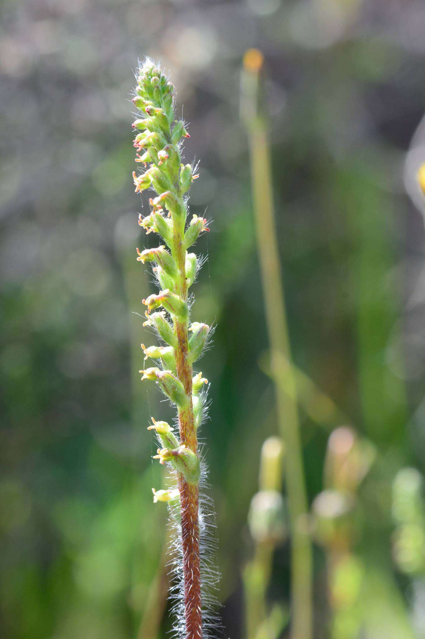 Image of Holothrix villosa Lindl.