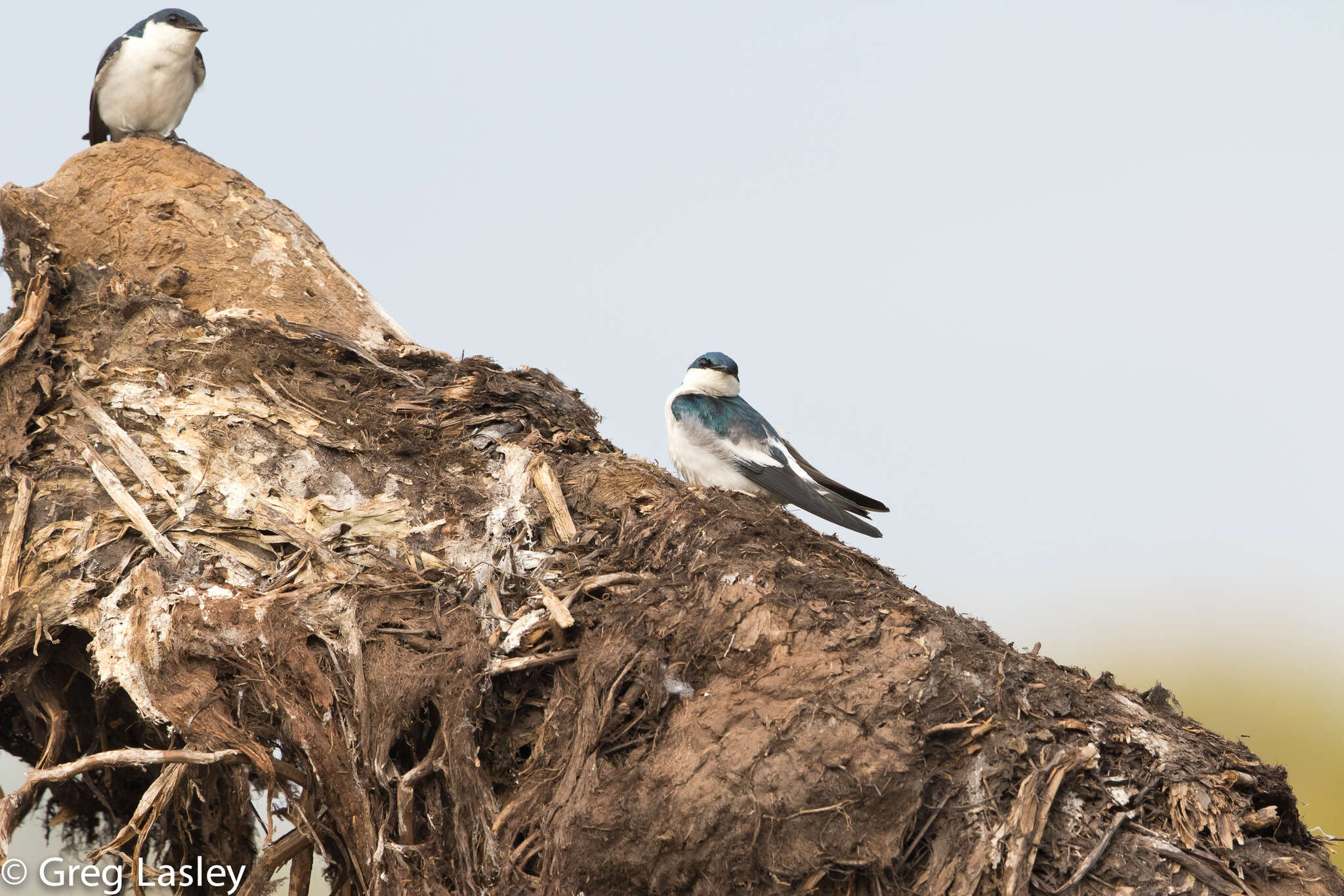 Image of White-winged Swallow