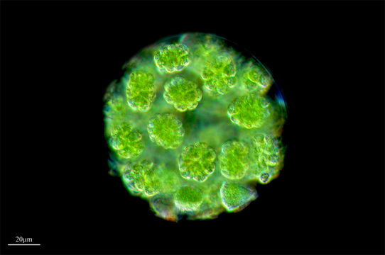 Image of <i>Eudorina elegans</i>