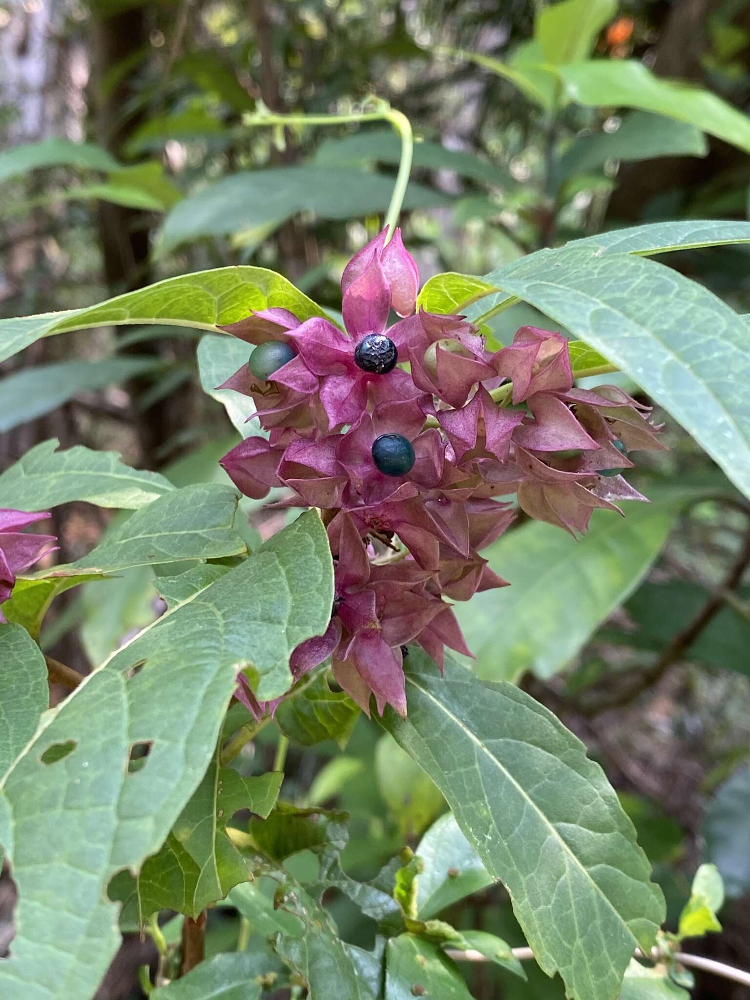 Imagem de Clerodendrum fortunatum L.