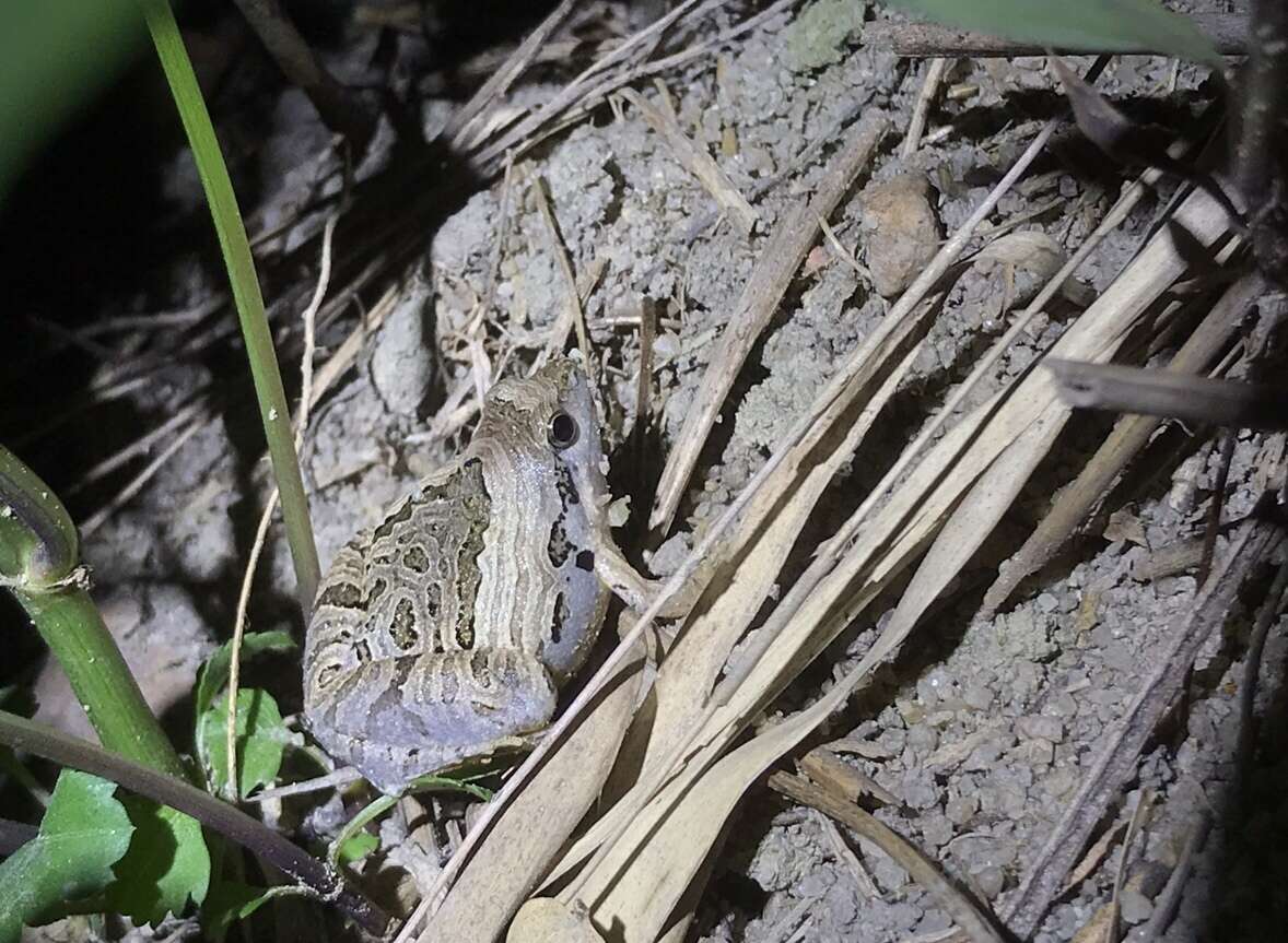 Image of Beautiful Pygmy Frog