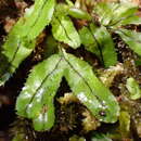 Hymenophyllum armstrongii (Bak.) Kuhn resmi